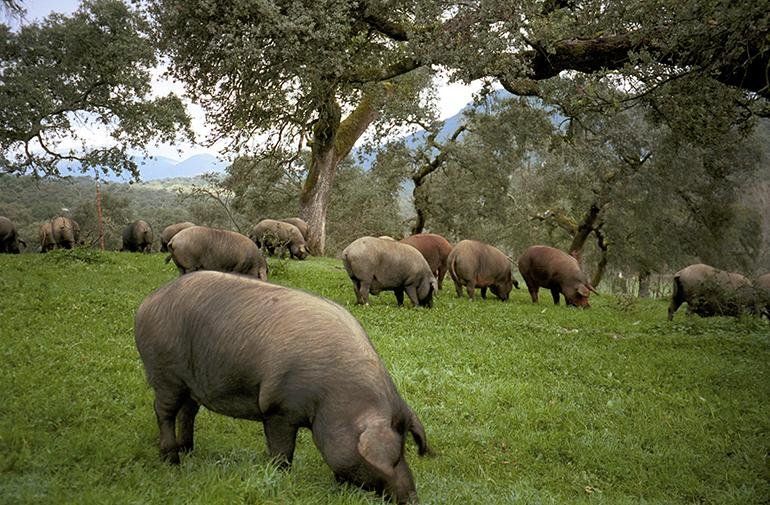 cerdo ibérico