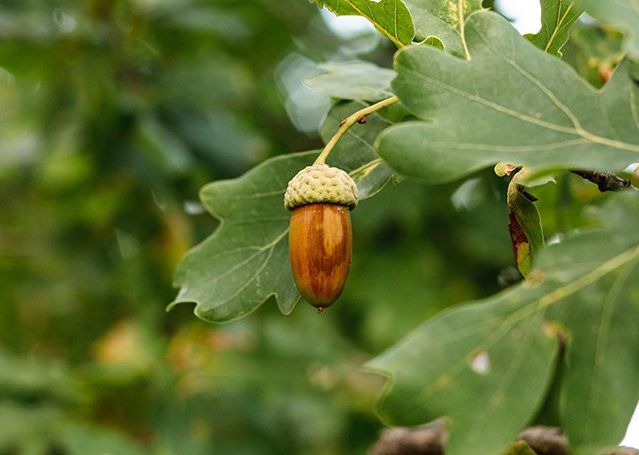 bellota Jabugo
